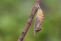 pop dagpauwoog (Aglais io) 8-2017 3401